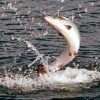 Для обезвреживания воды используют таблетки