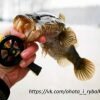Ловля ротана зимой. Многие ротана считают