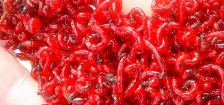 длительное хранение мотыля